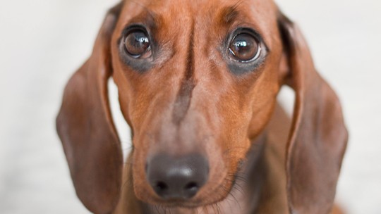 Morte de um animal de estimação é difícil para as pessoas, mas e para os outros pets? Morte de um animal de estimação é difícil para as pessoas, mas e para os outros pets?