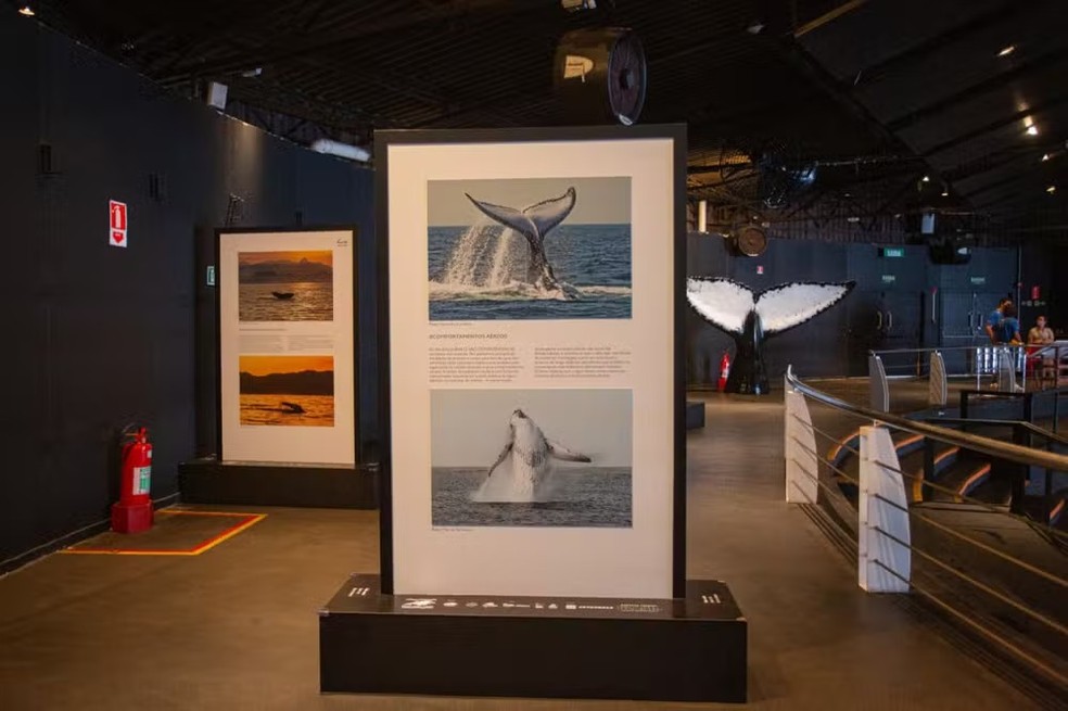 Exposi&ccedil;&atilde;o #baleiascariocas no anfiteatro do Parque Bondinho P&atilde;o de A&ccedil;&uacute;car &mdash; Foto: Beatriz Orle/Ag&ecirc;ncia O Globo