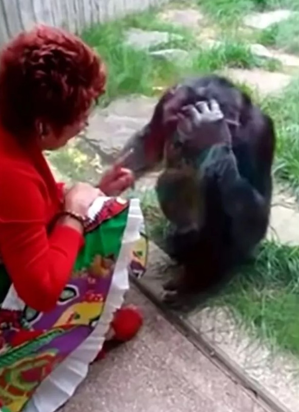 Adie Timmermans e Chita no zoo de Antu&eacute;rpia &mdash; Foto: Reprodu&ccedil;&atilde;o