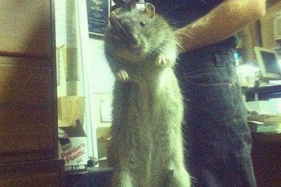 Rato teria cerca de 1,20 metro de comprimento — Foto: Reprodução/Facebook