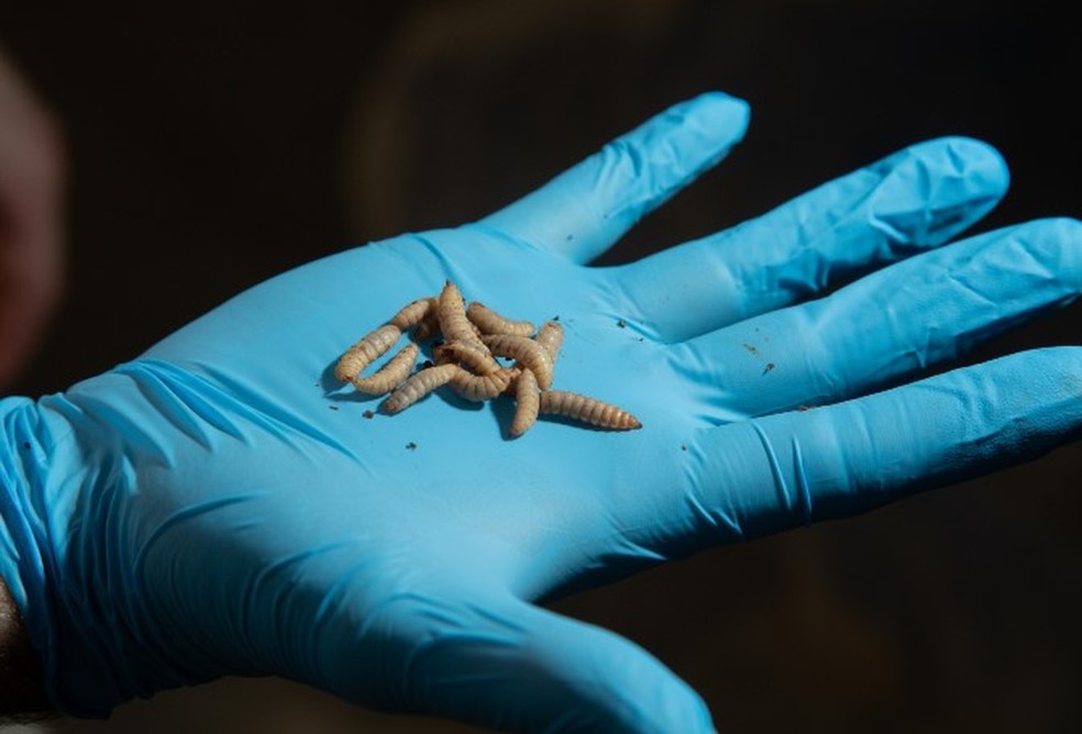 Entomologista forense é o profissional que analisa a presença de insetos e artrópodes em cadáveres humanos — Foto: Reprodução / Agência O Globo