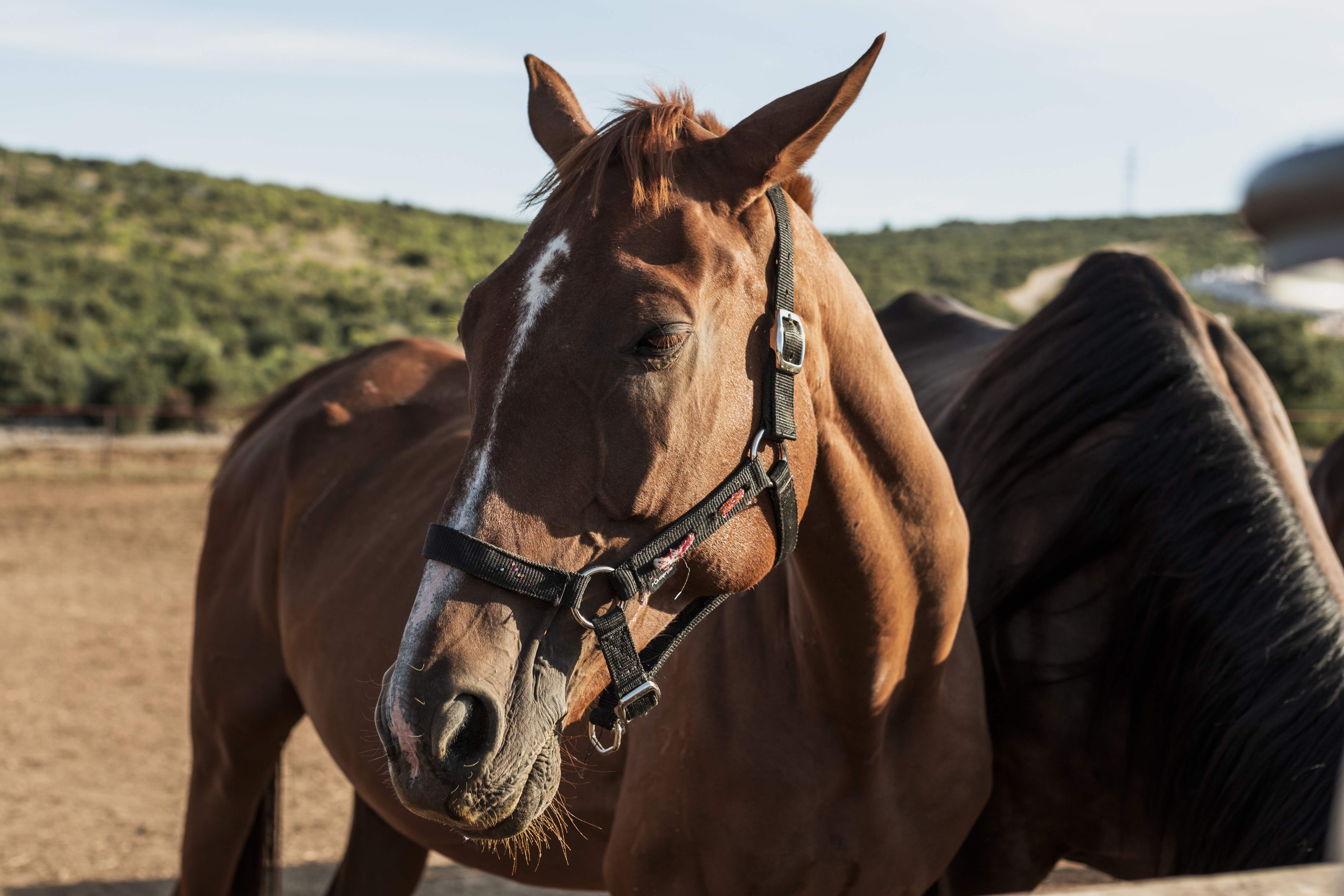 Clube de Jockey dos EUA obriga dono de cavalo a mudar o nome do animal por causa de 'referência à Hitler'
