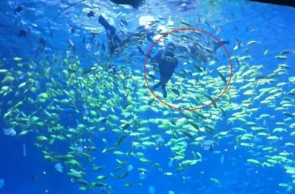 Imagem mostra momento em que Bao &eacute; atacado por tubar&atilde;o-touro &mdash; Foto: Dahe Daily