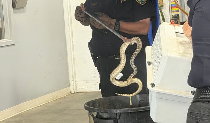 Mulher tem seu carro invadido por cobra e cogita incendiá-lo para solucionar o problema - QTU Questões do Universo