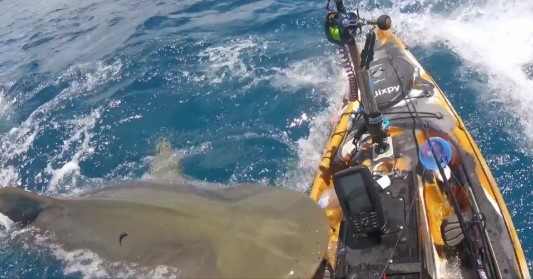 Tubarão-tigre 'confundiu caiaque com foca' e atacou embarcação no Havaí — Foto: Reprodução/Twitter