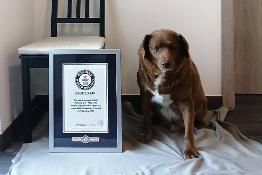 Famoso cão 'mais velho do mundo' tem título suspenso pelo Guinness; entenda