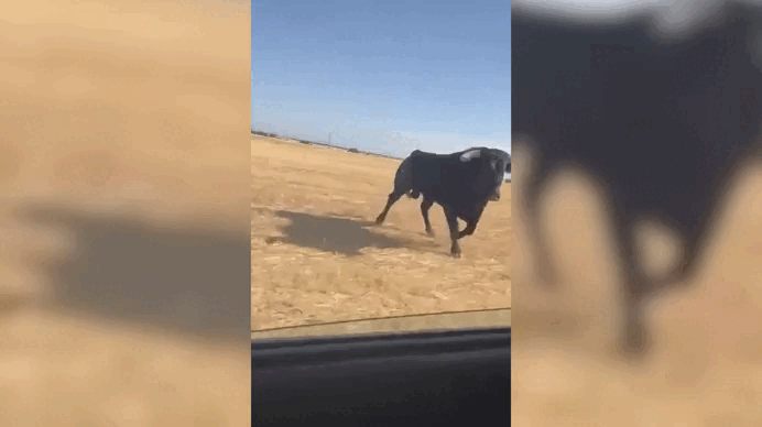 Touro ataca carro durante festival popular na Espanha - QTU Questões do Universo