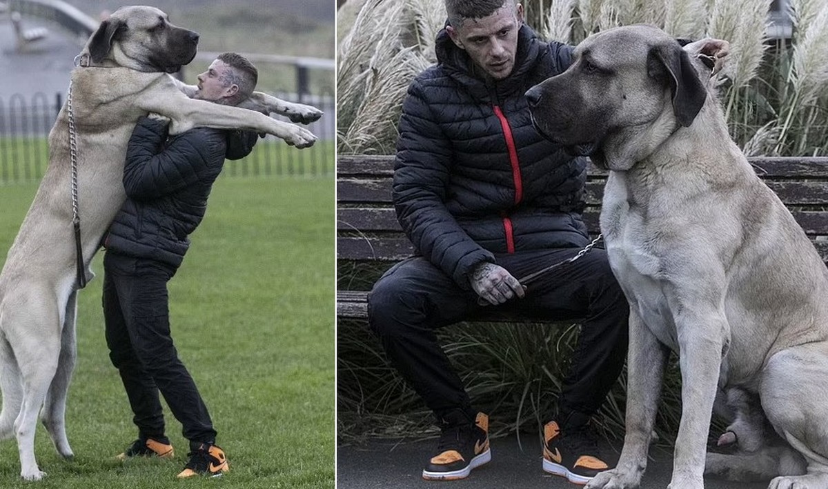 ‘Biggest dog in England’ eats a chicken a day and spends R$25,000 a year on food |  Page not found