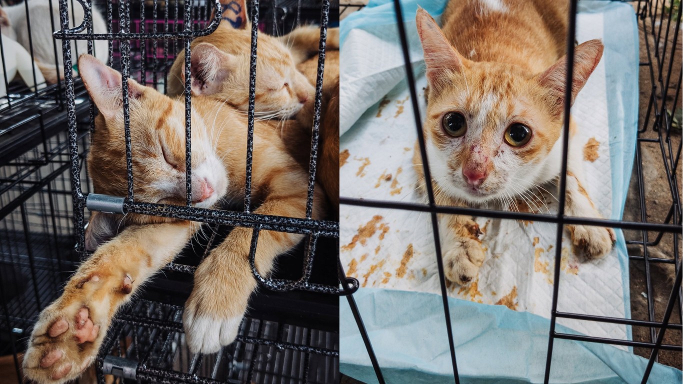Polícia resgata 400 gatos roubados por quadrilha que vendia carne felina