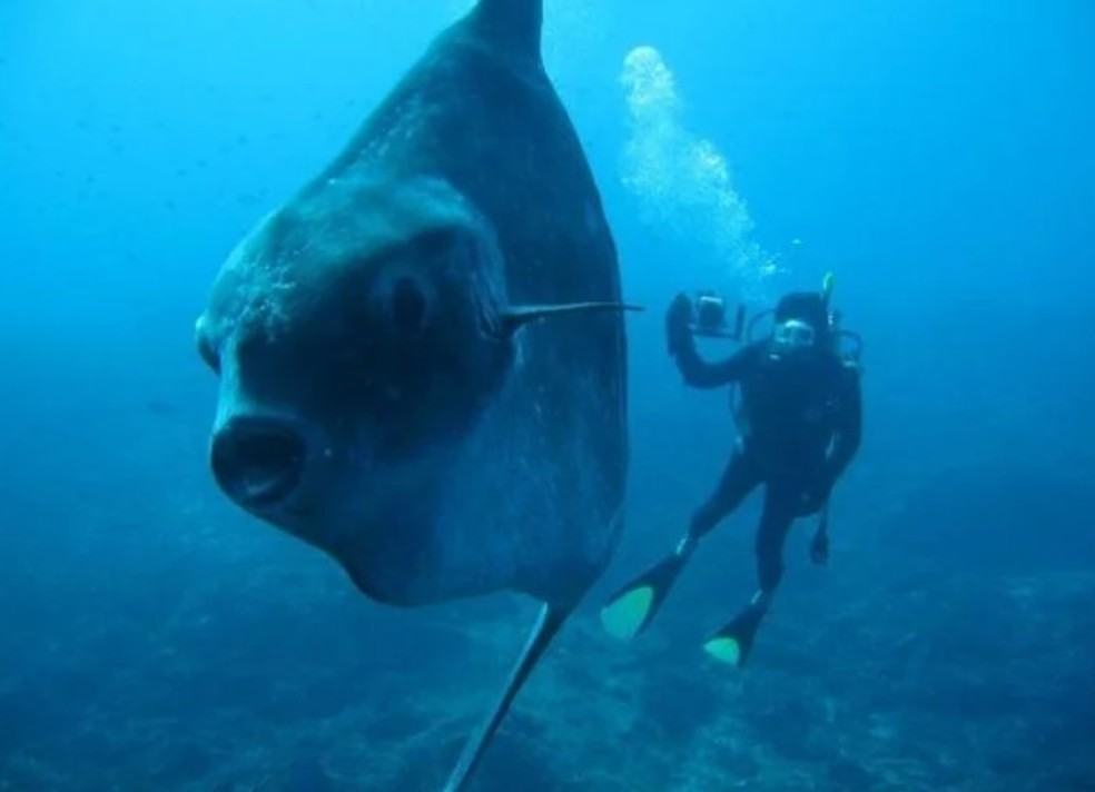 Mergulhador encontra peixe-lua &mdash; Foto: Reprodu&ccedil;&atilde;o/Reddit