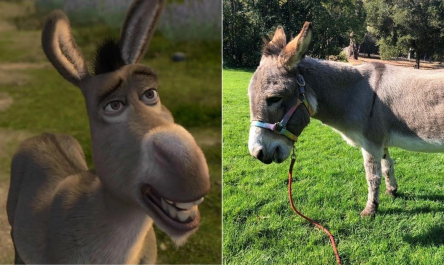 Burro que serviu de inspiração para personagem em Shrek está doente e ...