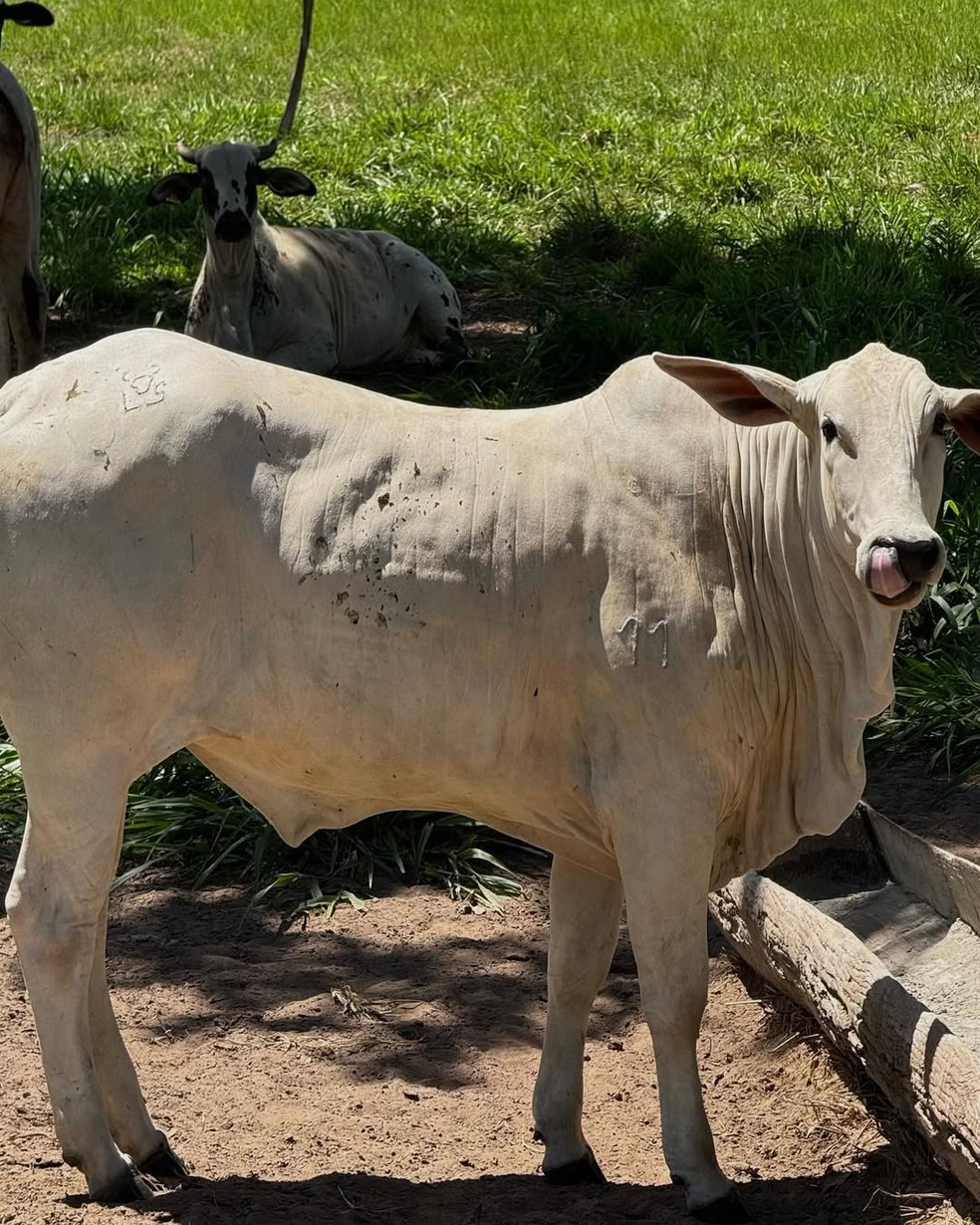 Luan Santana mostra fazenda Meteoro que comprou no MS — Foto: Instagram