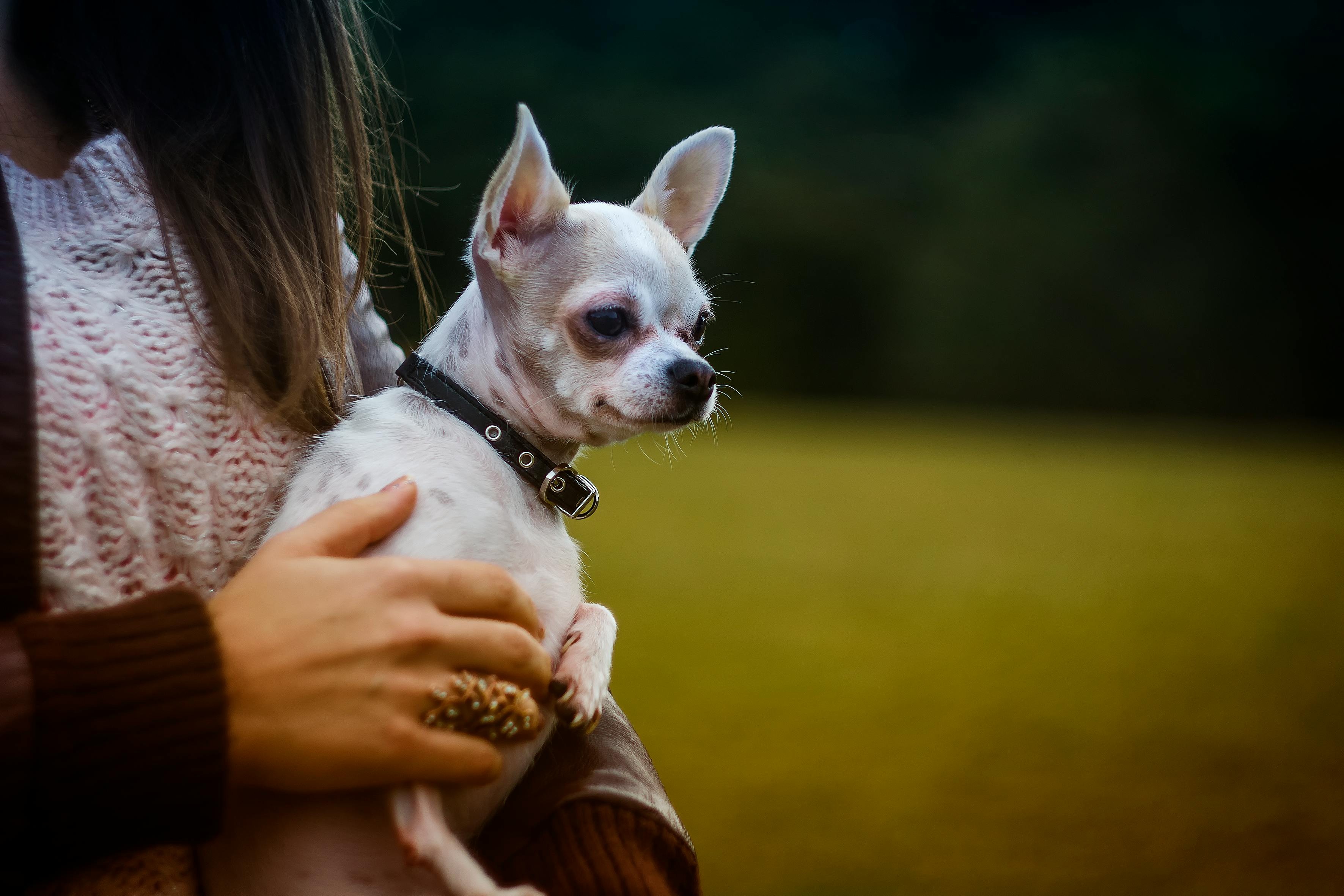 Cães da raça chihuahua são parte coiotes, e talvez por isso sejam 'pequenos, mas bravos'
