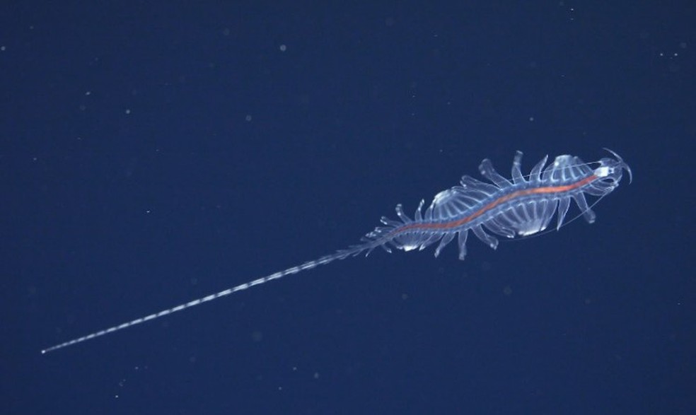 Nova esp&eacute;cie do g&ecirc;nero Tomopteris, comumente conhecida como vermes teia de aranha, achada no litoral do Nordeste brasileiro &mdash; Foto: Reprodu&ccedil;&atilde;o/Schmidt Ocean Institute
