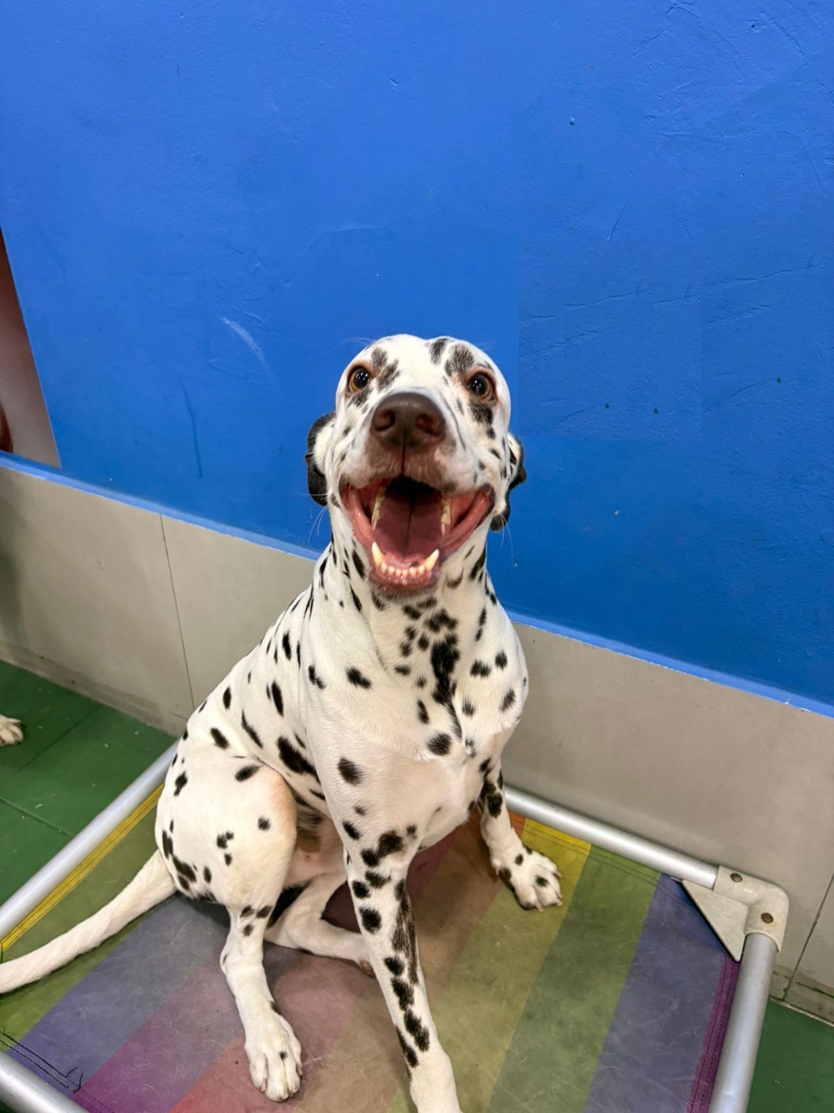 'É uma raça inquieta por natureza': conheça o dálmata Lucky