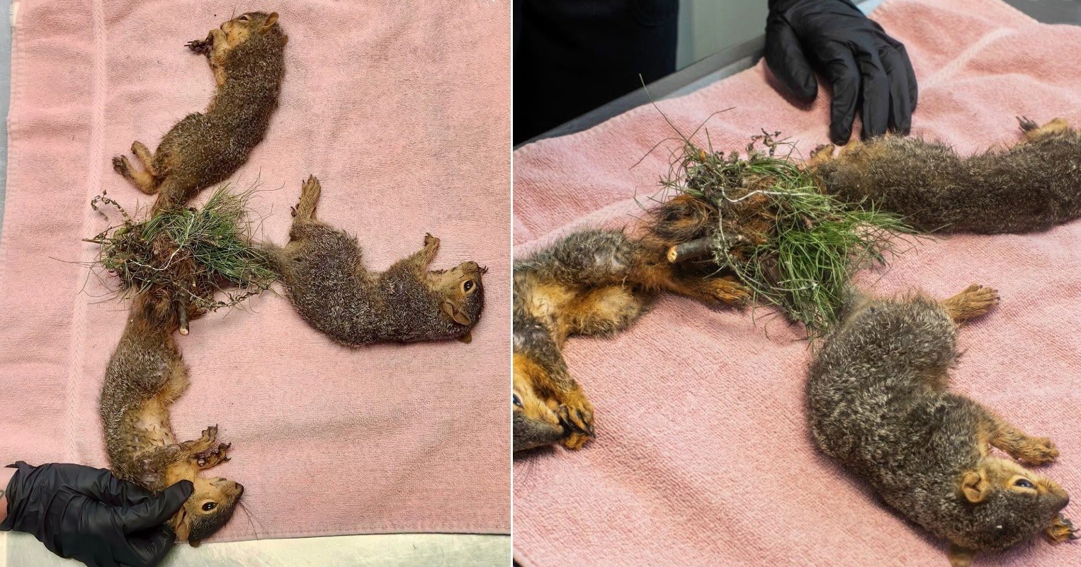 Esquilos são achados com caudas amarradas umas às outras e passam por cirurgia de separação