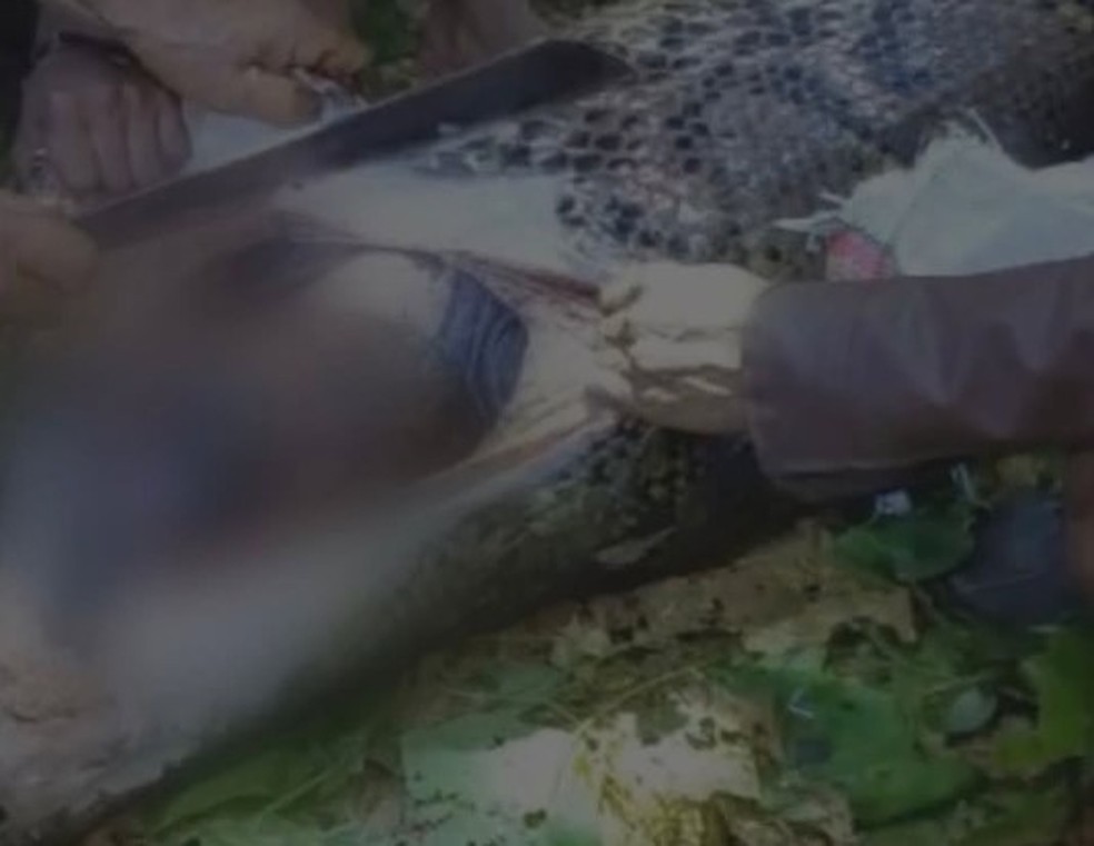 Moradores acharam o corpo de Hasim Lumbessy dentro de píton na Indonésia — Foto: Reprodução/Instagram