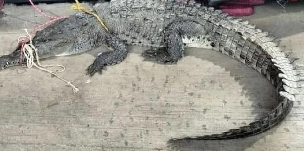 Crocodilo capturado em praia de Acapulco ap&oacute;s fuga de santu&aacute;rio inundado &mdash; Foto: Reprodu&ccedil;&atilde;o