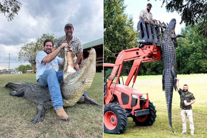 Guia de caça captura um dos maiores exemplares de jacaré já abatidos na Louisiana