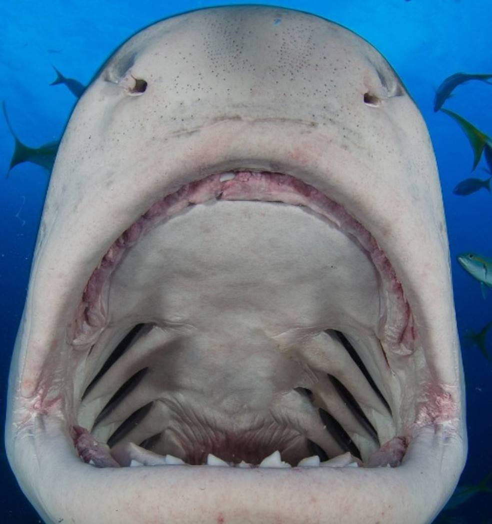 Emma fotografada por Jim &mdash; Foto: Divulga&ccedil;&atilde;o/Jim Abernethy