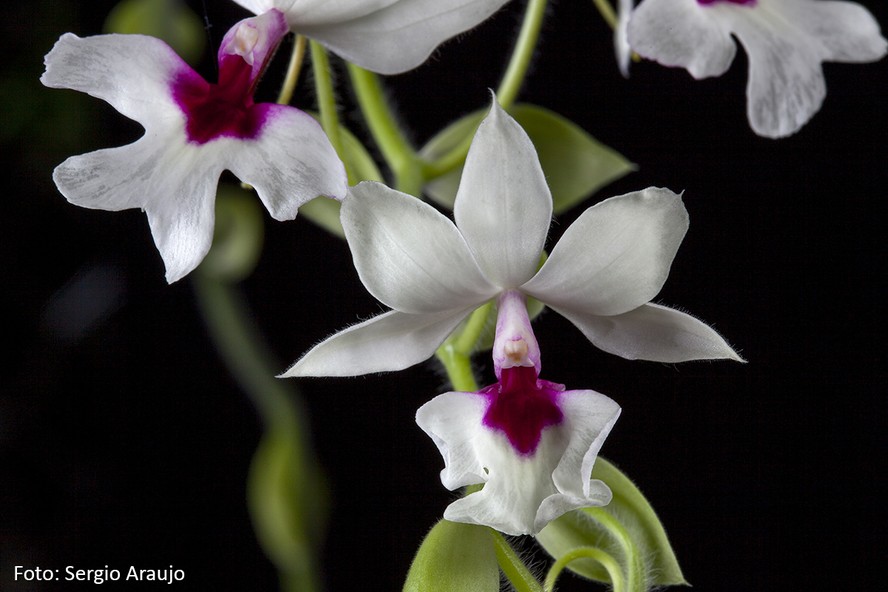 A Calanthe vestita, chamada de orquídea terrestre, é originária do sudeste asiático