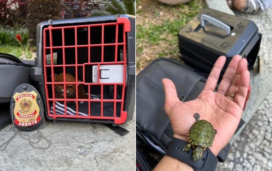 PF prende quatro pessoas que vendiam ilegalmente animais silvestres, no ...