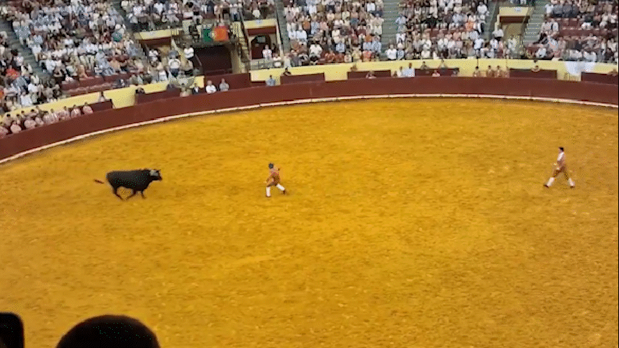 Toureiro portugu&ecirc;s Manuel Maria Trindade &eacute; chifrado por touro e jogado contra barreira de prote&ccedil;&atilde;o em arena de Lisboa