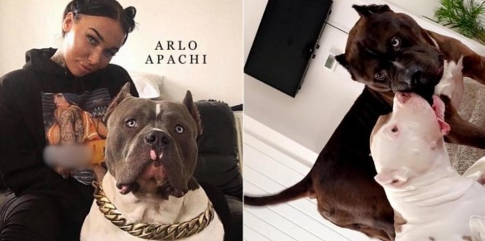 Charlie Watts e seus dois cães da ração XL Bully — Foto: Reprodução