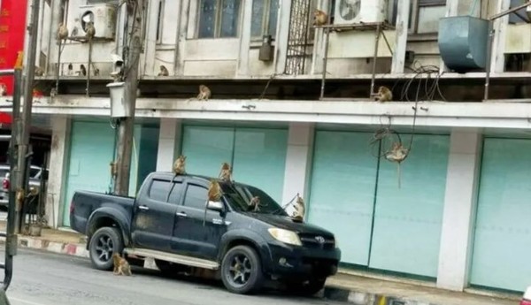 'Exército' de 3.500 macacos toma conta de cidade na Tailândia desde a pandemia de Covid-19 — Foto: Reprodução
