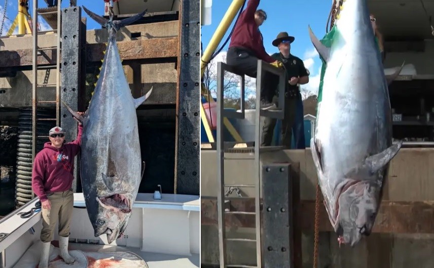 Recorde: pescador fisga atum gigantesco de mais de 500 quilos