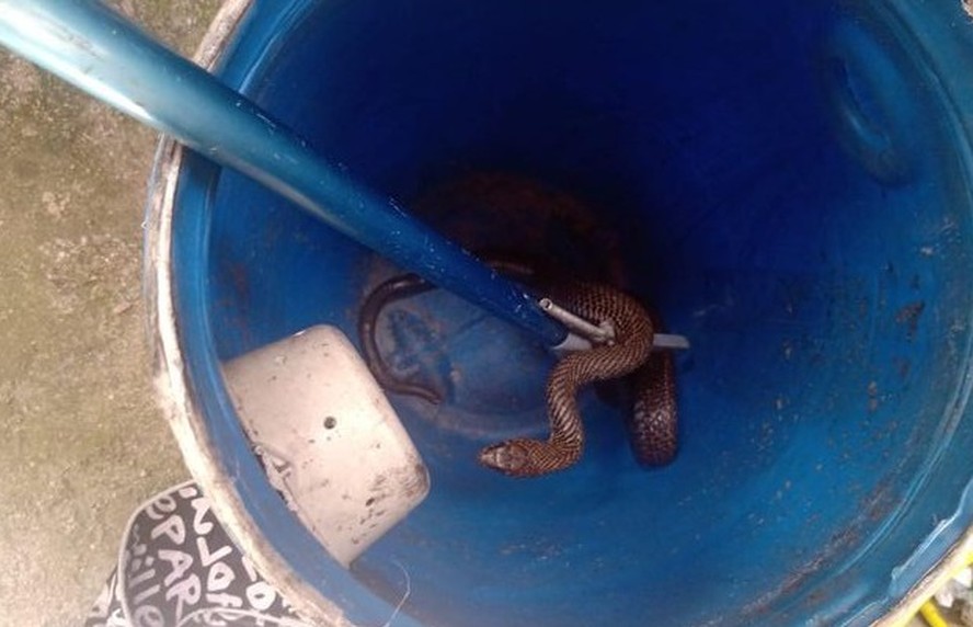 Família encontra cobra escondida em lavanderia de casa em Santa Catarina