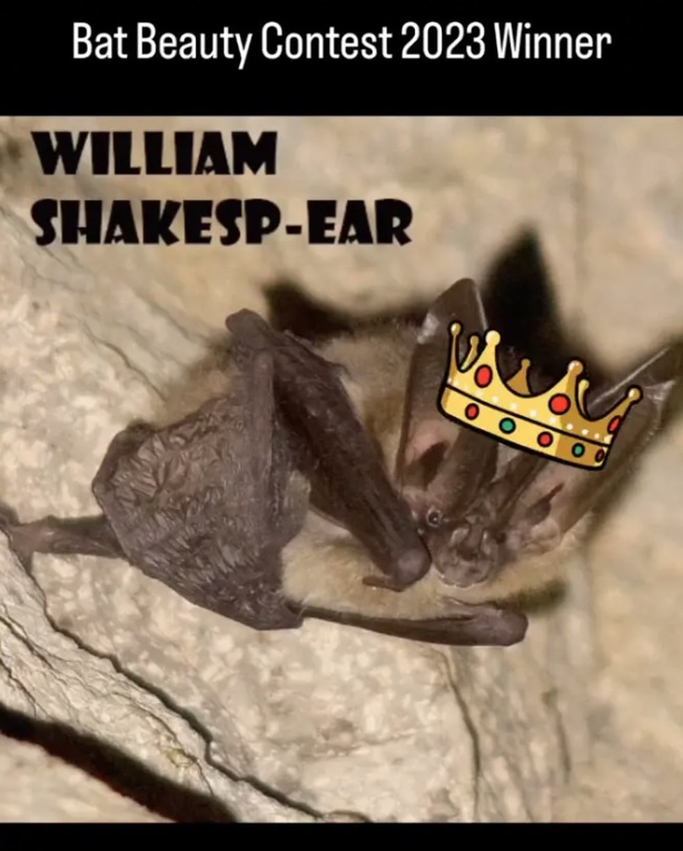 F&ecirc;mea orelhuda vence concurso de beleza entre morcegos nos EUA &mdash; Foto: Divulga&ccedil;&atilde;o