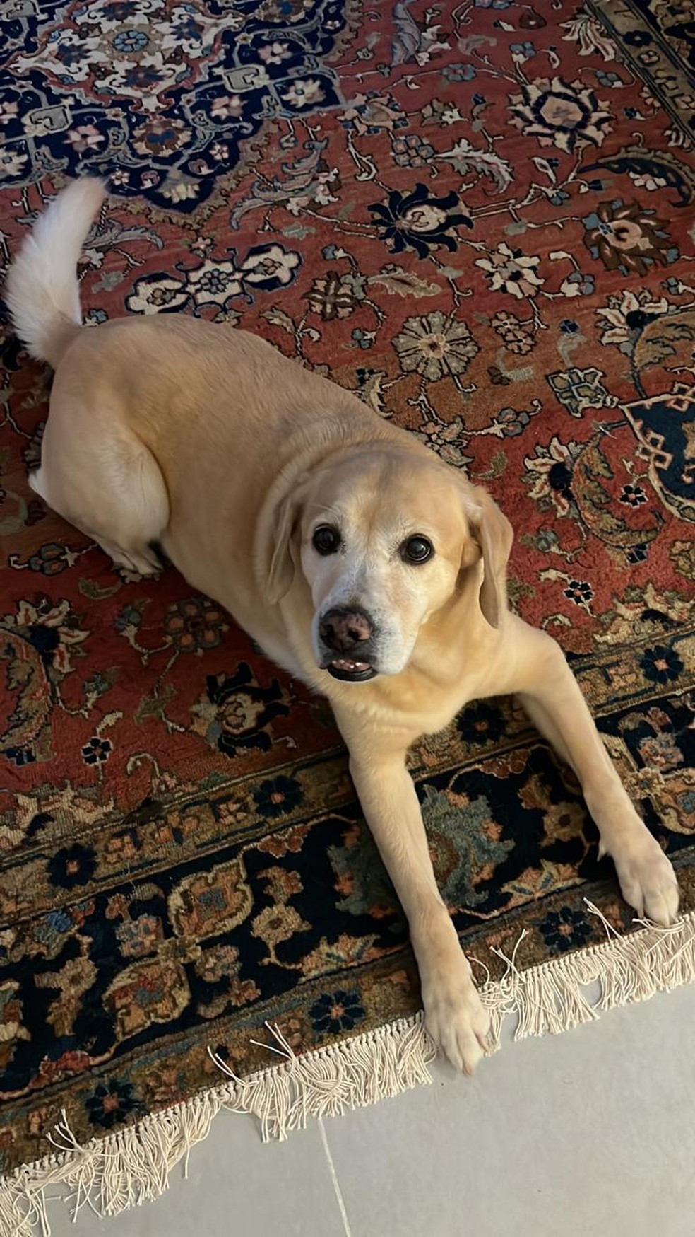 A cadela Mel foi uma das que n&atilde;o resistiu &mdash; Foto: Reprodu&ccedil;&atilde;o