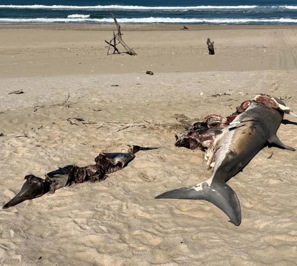 Tubarão-branco de 4,5m, com golfinho dentro dele, é morto por orca na África do Sul — Foto: Reprodução/East London Museum