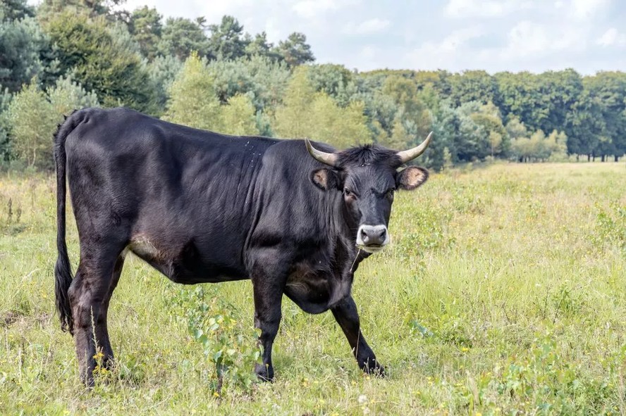 Touro furioso aterroriza comunidade croata e ataca moradores: 'Parece que ele  espera o momento certo'