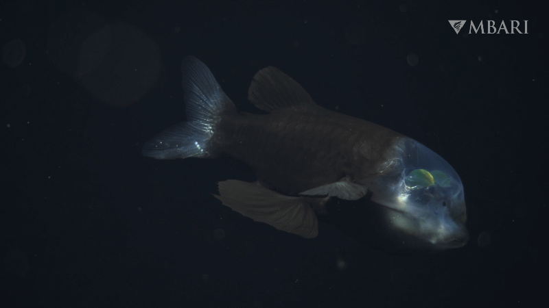 Pesquisadores filmam peixe das profundezas em alta definição pela primeira vez
