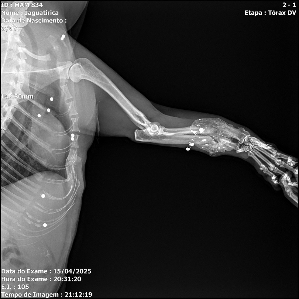 Jaguatirica est&aacute; com para quebrada &mdash; Foto: Divulga&ccedil;&atilde;o / Instituto BW
