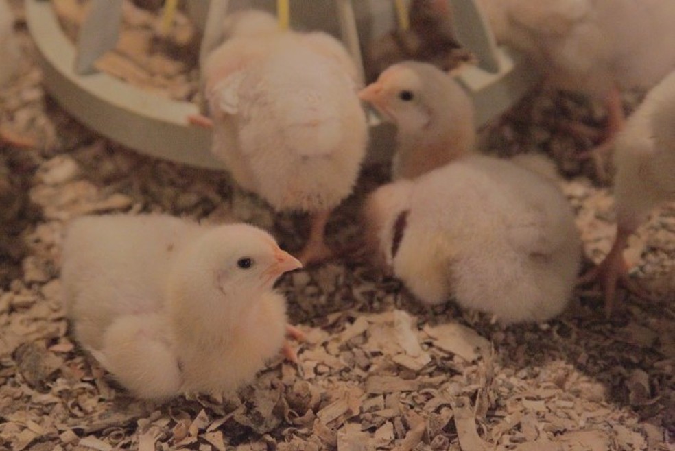 Sexador de pintinhos é quem analisa os animais nas primeiras 24 horas e identificam pequenas diferenças nas genitálias — Foto: Reprodução / Agência O Globo