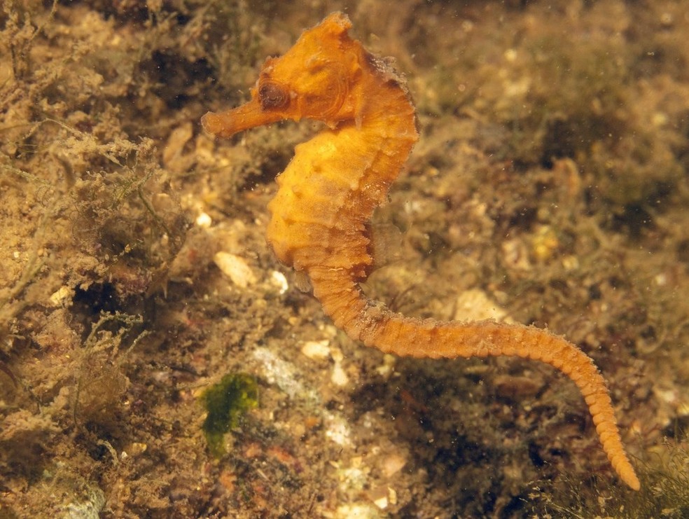 Cavalo-marinho na Praia de Botafogo: o avanço no tratamento de esgoto transforma a Baía de Guanabara e favorece o renascimento de espécies marinhas — Foto: Ricardo Gomes/Instituto Mar Urbano