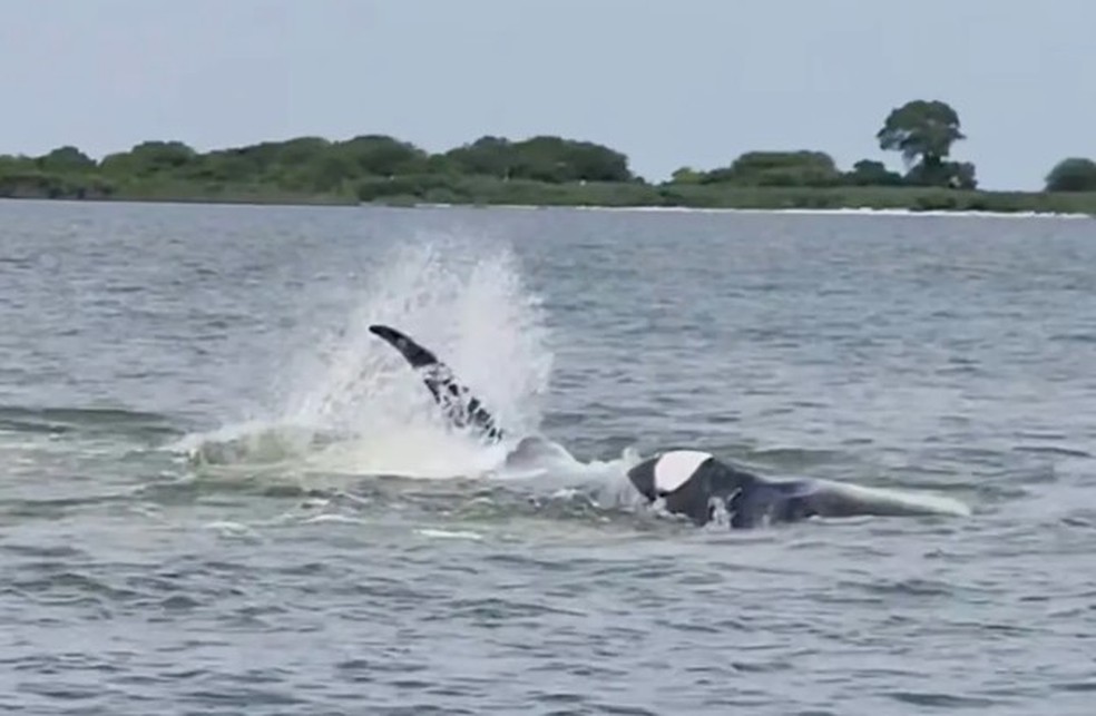 A baleia-de-minke acabou morrendo após atingir barco em baía de Nova Jersey — Foto: Reprodução/Facebook