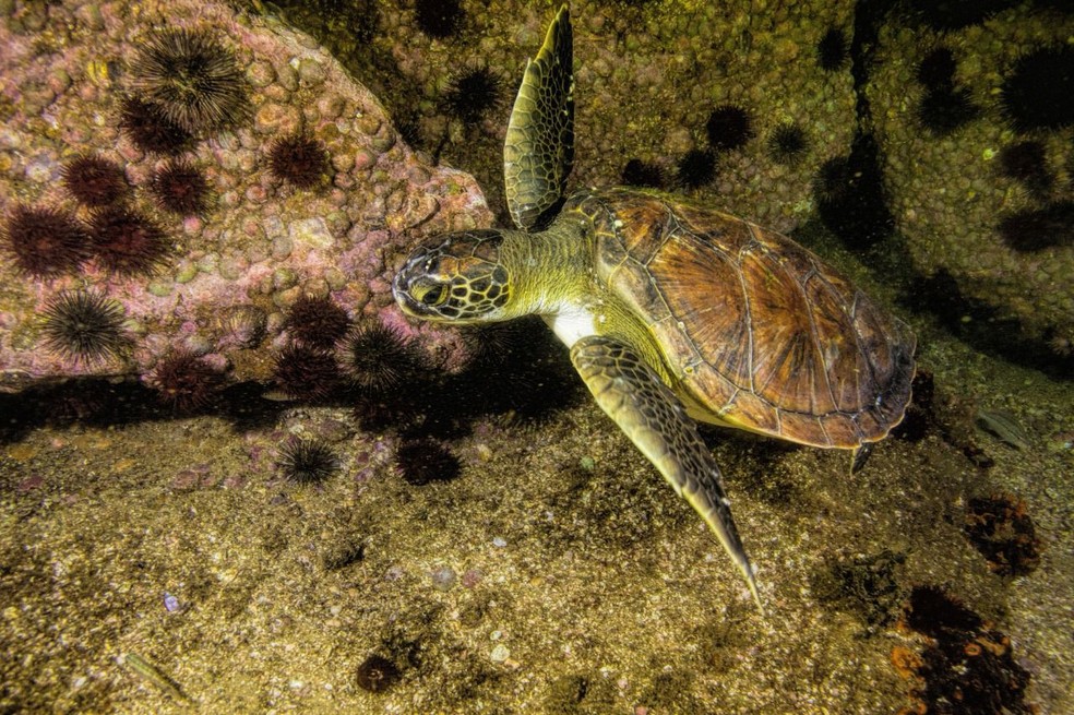 Tartaruga na Baía de Guanabara, resultado de recuperação ambiental na região — Foto: Divulgação/Ricardo Gomes - Instituto Mar Urbano