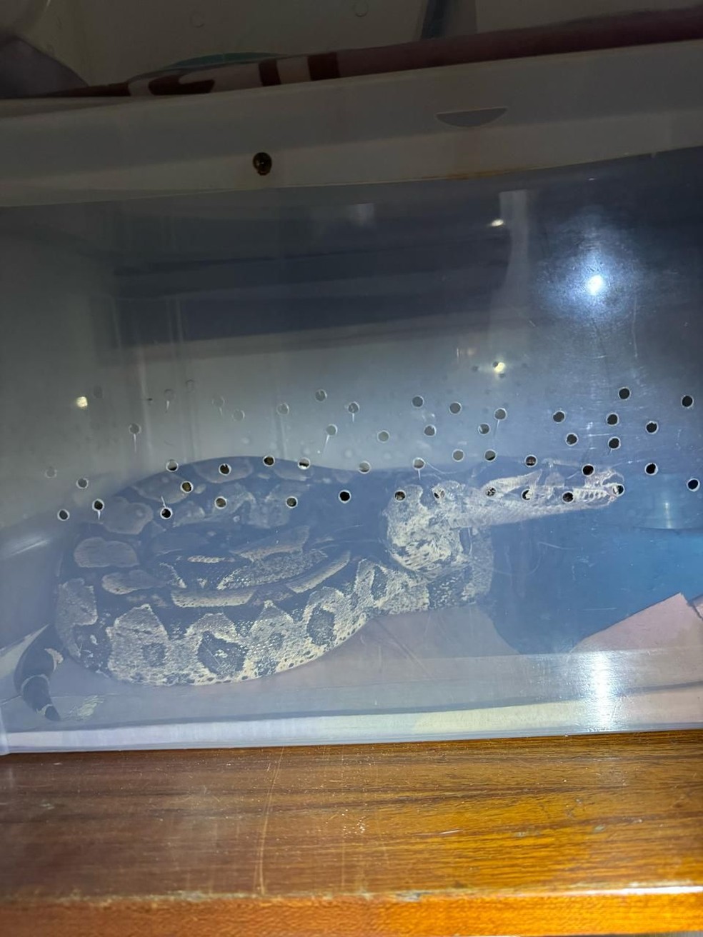 Uma das cobras encontradas na casa do suspeito — Foto: Polícia Federal/Divulgação