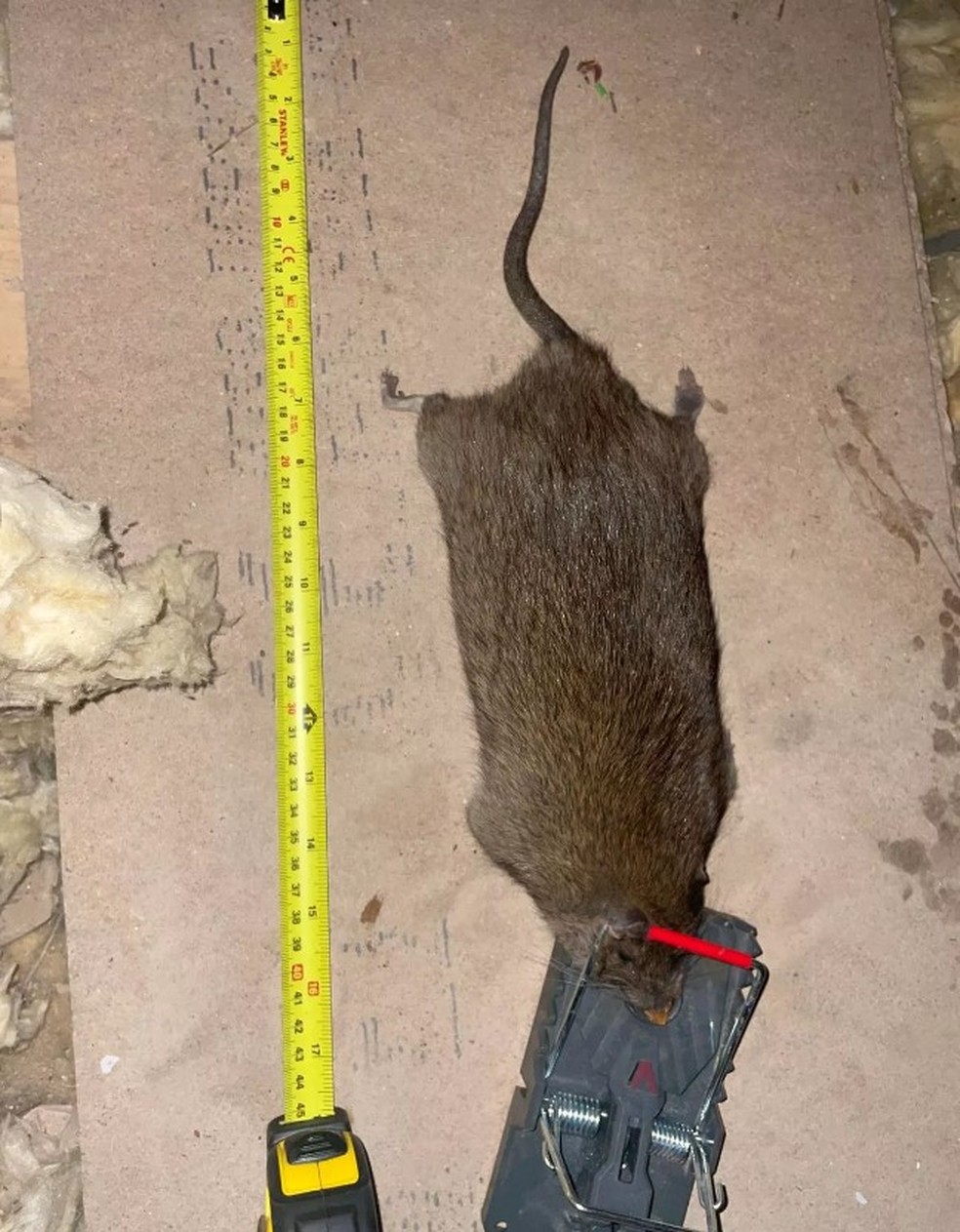 Rato gigante exterminado por ca&ccedil;ador ingl&ecirc;s &mdash; Foto: Divulga&ccedil;&atilde;o/Yorkshire Rat Pack