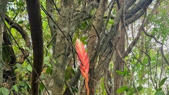Flores raras em Saquarema Flores raras em Saquarema