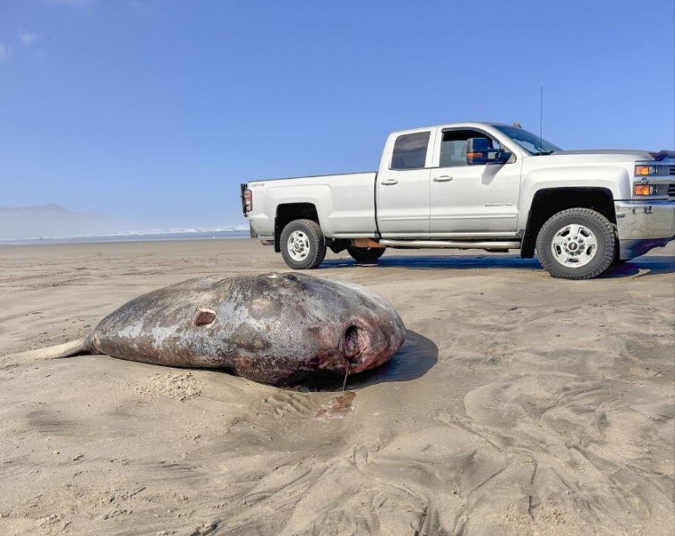 Raro peixe-lua de 2,2m é encontrado na areia de praia nos EUA — Foto: Reprodução/Facebook(Seaside Aquarium)