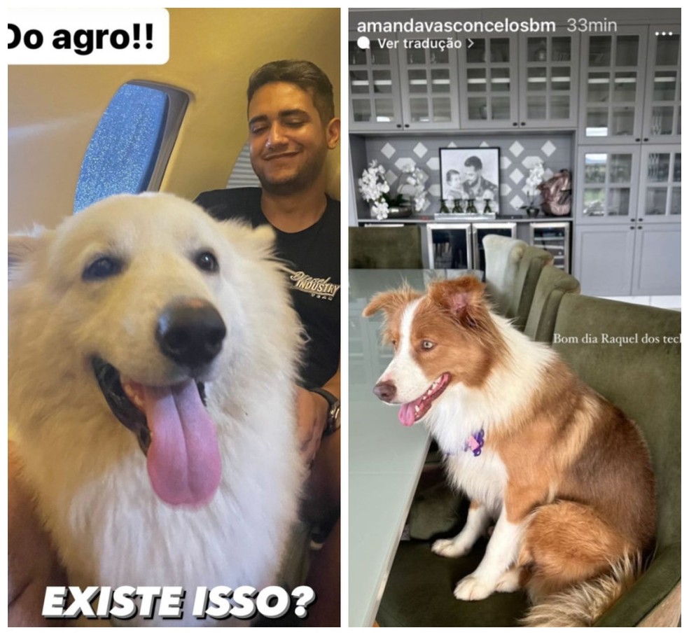 Dobby e Kali, cachorros de Nattanzinhoh, ganharam os apelidos Raquel dos Teclados e Biguinho Sensação. — Foto: reprodução