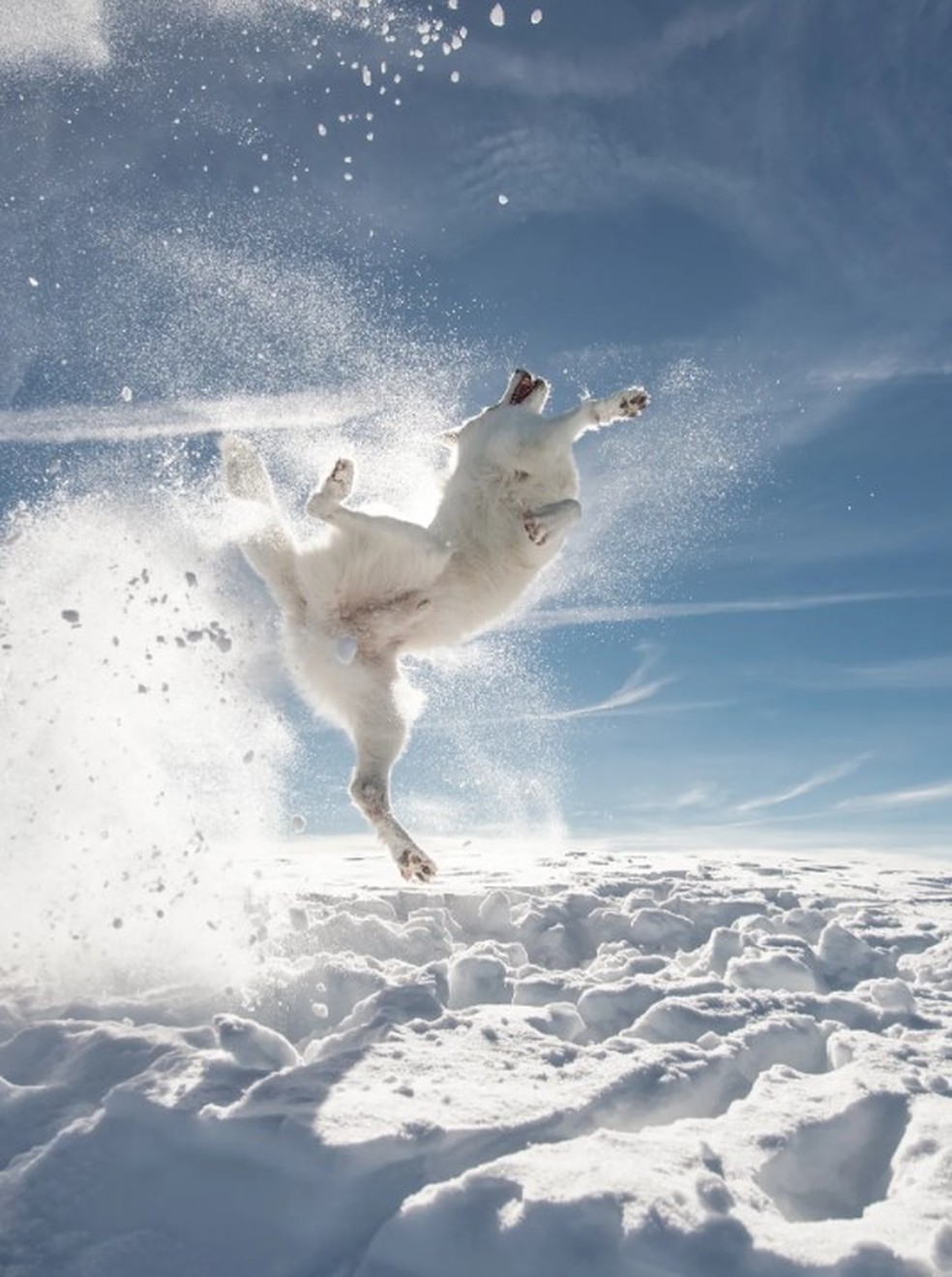 Comedy Pet: cachorro Kung Fu, da Suíça — Foto: Divulgação
