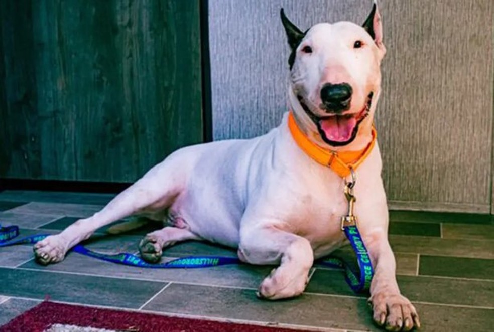 Jumbo em sua nova casa, na Fl&oacute;rida; c&atilde;o foi rebatizado de Trooper &mdash; Foto: Reprodu&ccedil;&atilde;o/Facebook