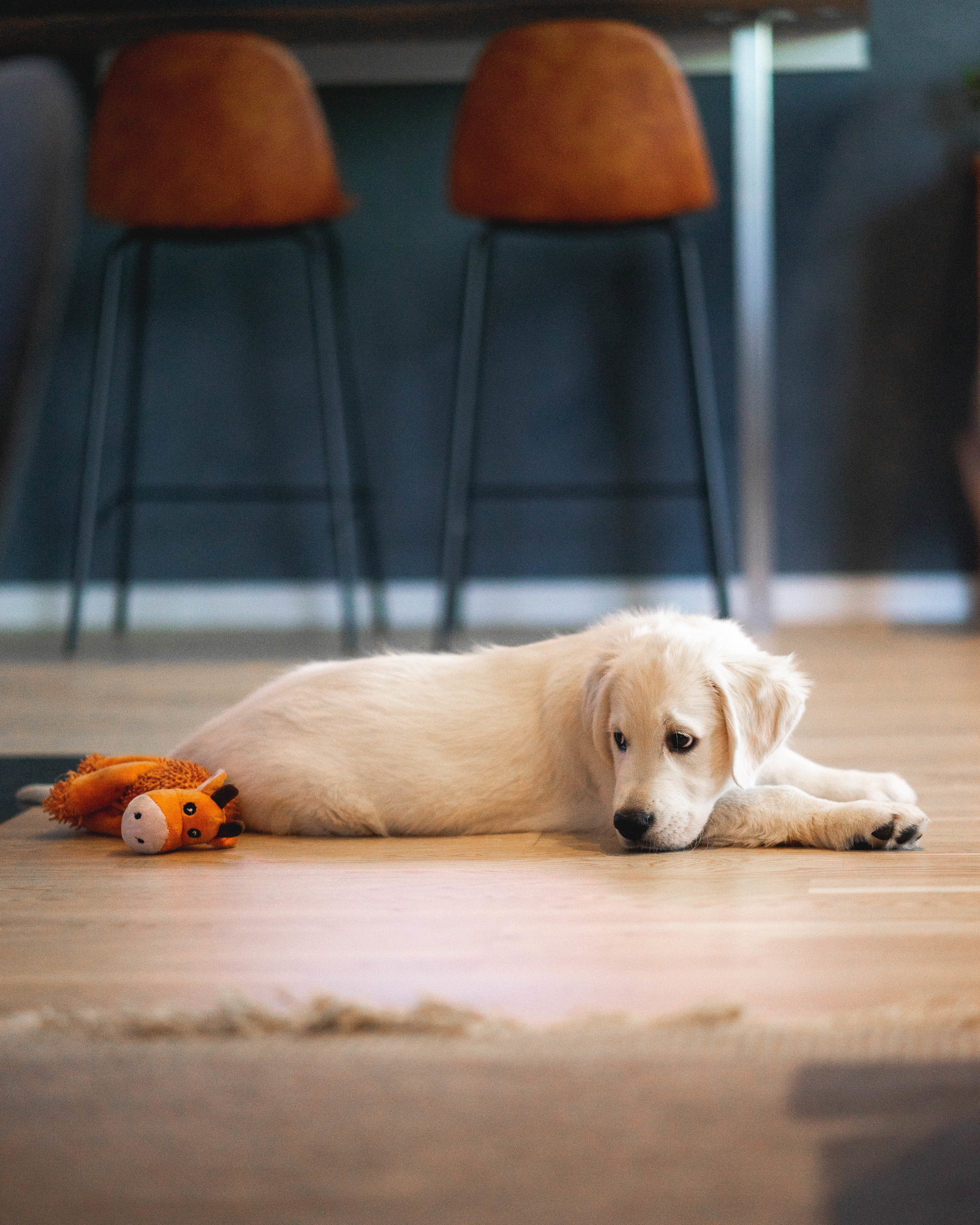Estudo revela o impacto emocional em cachorros quando ficam sozinhos em casa