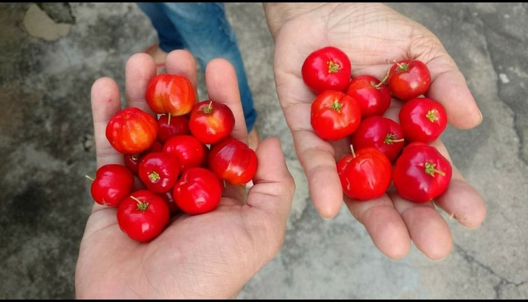 Aprenda a olhar os frutos mesmo quando eles ainda não podem ser vistos